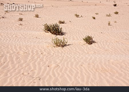 
                Wüste, Sand, Vegetation                   