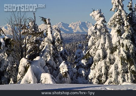 
                Winter, Verschneit, Hohe Tatra                   