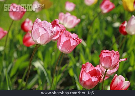 
                Blumenwiese, Tulpe                   