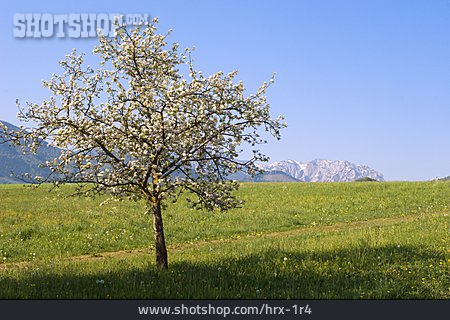 
                Baum, Frühling, Obstbaum                   