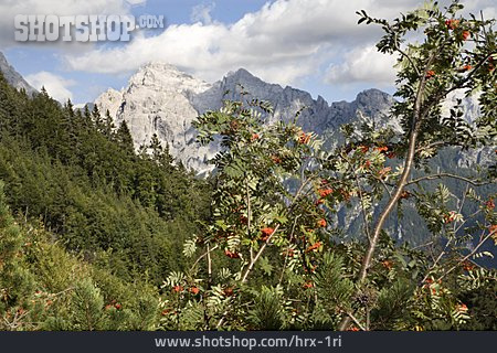 
                Eberesche, Julische Alpen                   