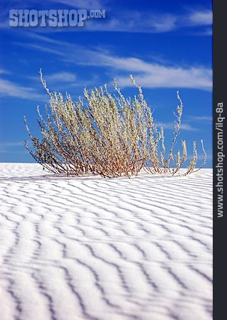 
                Sand, Bush, Dune                   