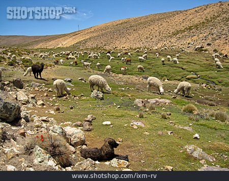 
                Weide, Lama, Peru, Alpaka                   