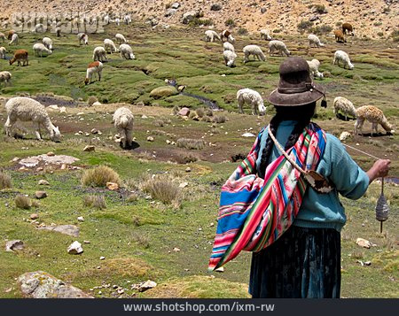 
                Viehzucht, Lama, Bäuerin, Peru                   