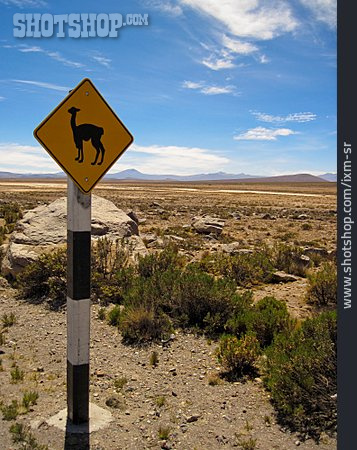 
                Wüste, Verkehrsschild, Kamel, Alpaka                   