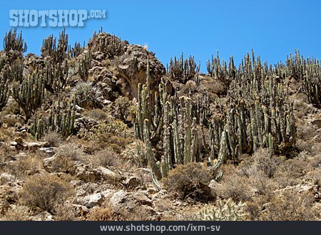 
                Kaktus, Karg, Bolivien, Andenhochland                   