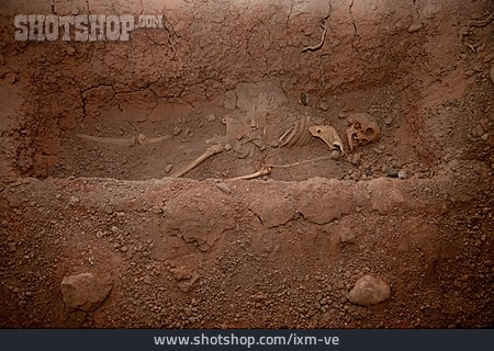 
                Archäologie, Ausgrabung, Skelett                   