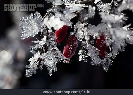 
                Frost, Eiskristall, Berberitze                   