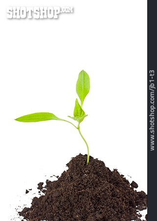 
                Wachstum, Keimling, Setzling, Pflanzenaufzucht                   