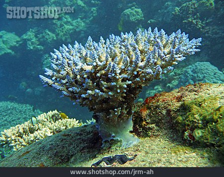 
                Korallenriff, Great Barrier Reef                   
