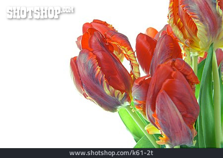 
                Tulpenstrauß, Papageientulpe                   