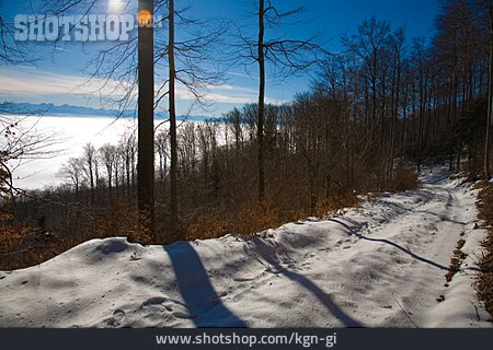 
                Winter, Waldweg, Verschneit                   