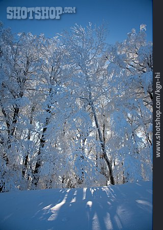 
                Winterlandschaft, Verschneit, Winterwald                   