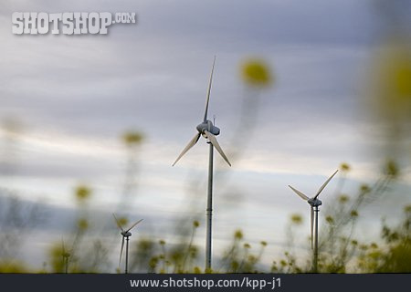 
                Blumenwiese, Windenergie, Windrad                   