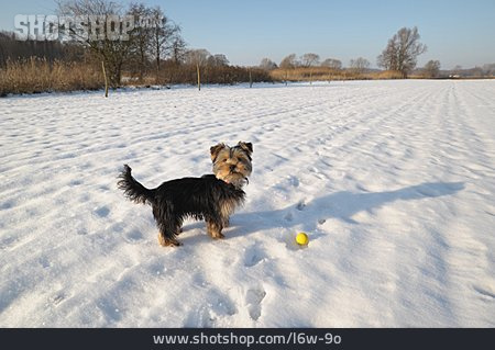 
                Hund, Ballspiel, Yorkshire Terrier                   