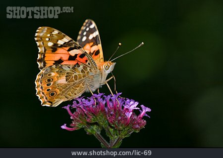 
                Schmetterling, Distelfalter                   
