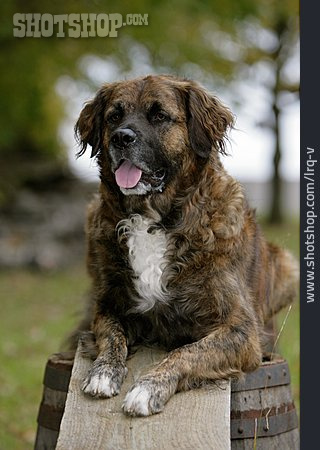 
                Hund, Leonberger                   
