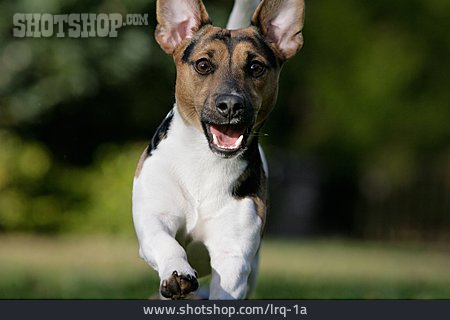 
                Rennen, Hund, Jack Russel Terrier                   