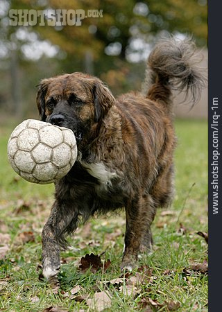 
                Hund, Spielen, Ballspiel                   