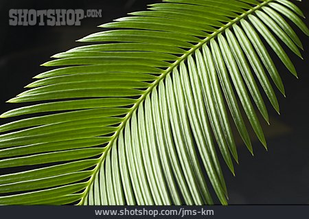
                Palmwedel, Pflanzenblatt                   