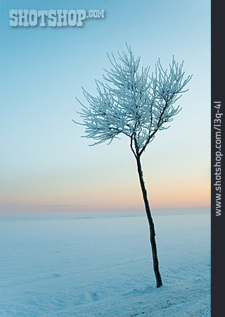 
                Baum, Winter, Frost, Rauhreif                   