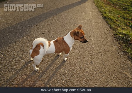 
                Hund, Jack-russell-terrier                   