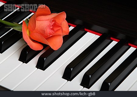 
                Rose, Klavier, Klaviatur                   