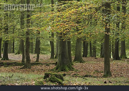 
                Herbstwald                   