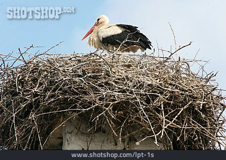 
                Stork, Stork Nest                   