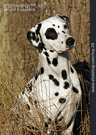 
                Hund, Dalmatiner                   