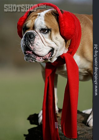 
                Hund, Winterbekleidung, Verkleidet, Continental Bulldog                   