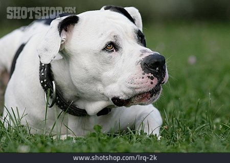 
                Hund, Listenhund, American Bulldog                   