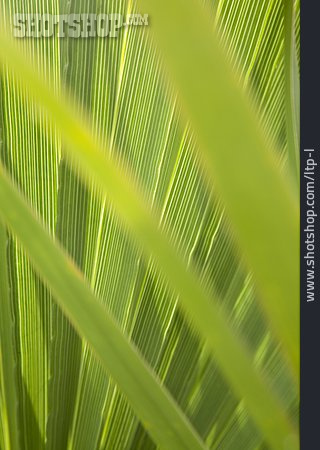 
                Hintergrund, Palmwedel, Pflanzenblatt                   