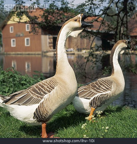 
                Tierpärchen, Gans, Höckergans                   