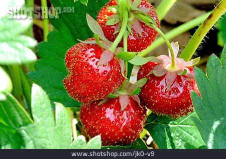 
                Erdbeerpflanze, Erdbeere                   