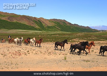 
                Island, Islandpferd, Pferdeherde                   