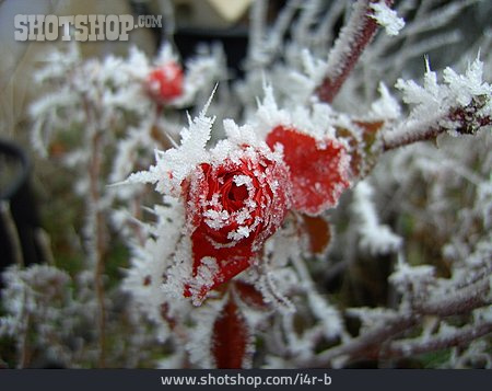 
                Frost, Rosenblüte, Rosenbusch                   
