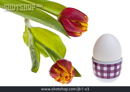 
                Tulpe, Frühstücksei, Osterfrühstück                   