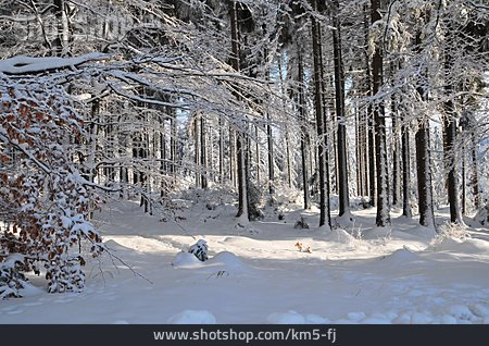 
                Winter, Winterwald                   