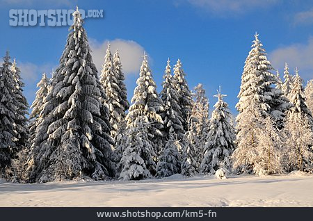 
                Winter, Nadelwald, Winterwald                   