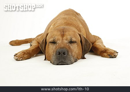 
                Schlafen, Hund, Rhodesian Ridgeback                   