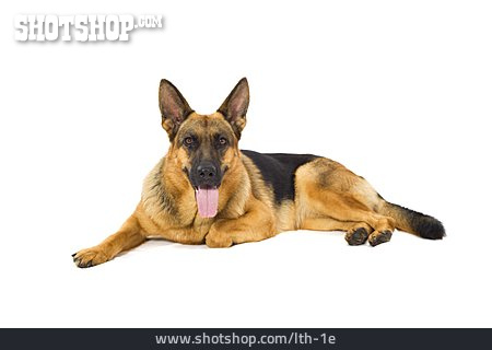 
                Hund, Deutscher Schäferhund                   