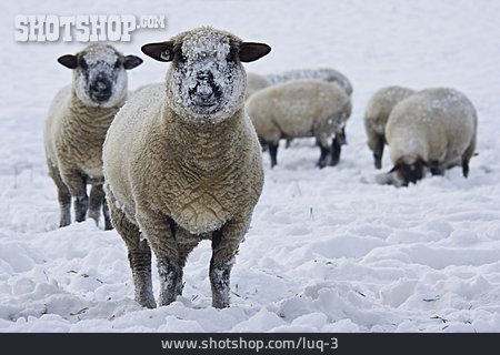 
                Schnee, Schaf, Schafherde                   