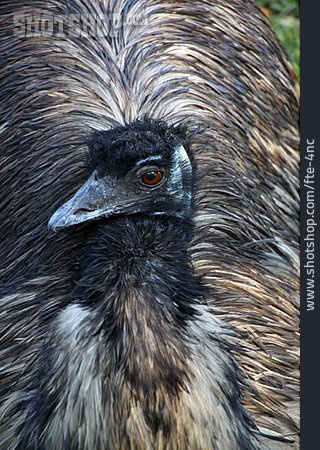 
                Straußenvogel, Emu                   
