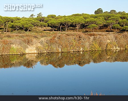 
                Ufer, Algarve, Pinienwald                   