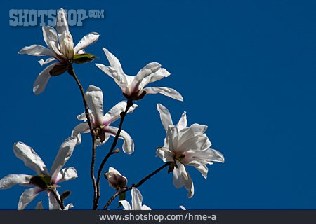 
                Magnolienblüte, Stern-magnolie                   