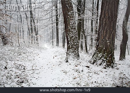 
                Winterlandschaft, Pfad, Laubwald                   