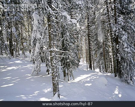 
                Wald, Winter                   