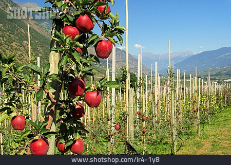 
                Obstanbau, Apfelplantage                   