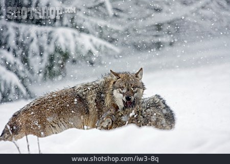 
                Bedrohlich, Wolf                   